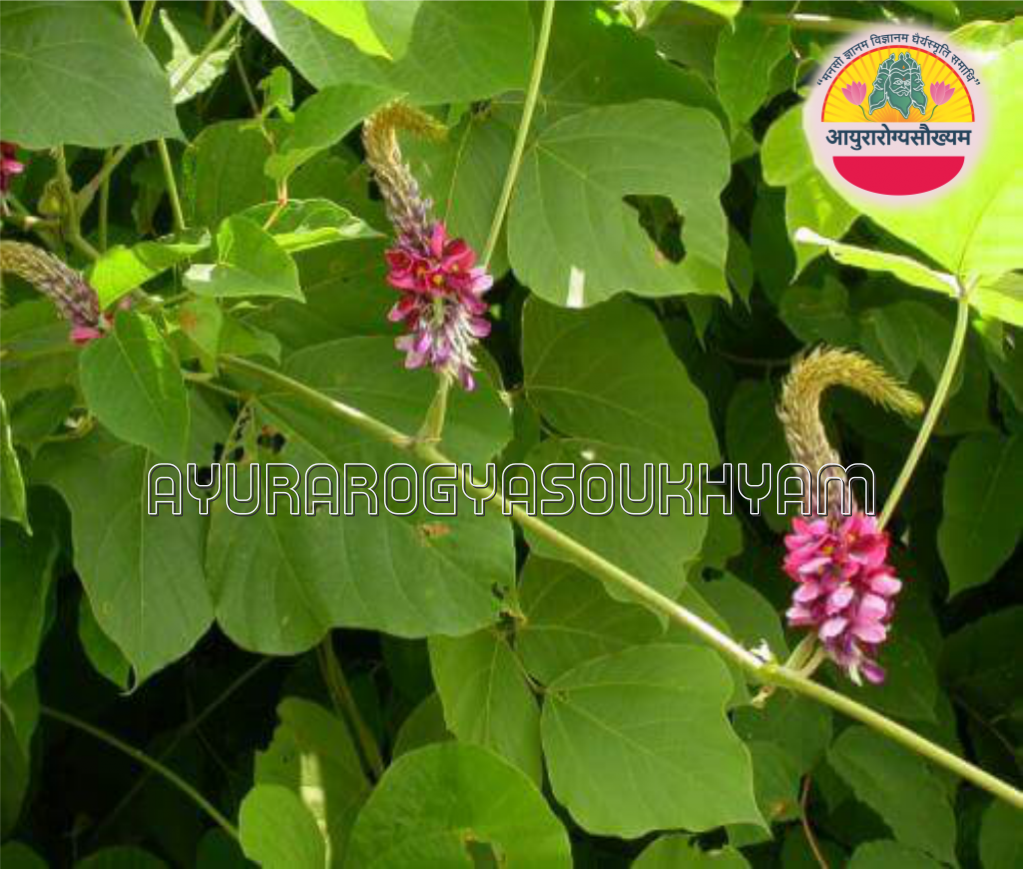 Vidarikand Churna